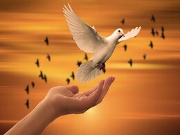 International Day of Peace 2023: Date, History, And Significance International Day of Peace 2023: Date, History, And Significance