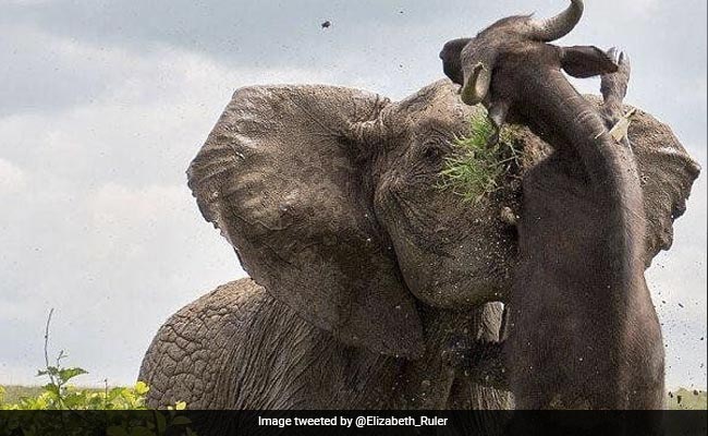 भैंसे ने कर दिया था नाक में दम, तो गुस्साए हाथी ने उठाकर पटक दिया, लोग बोले- कभी नहीं देखा ऐसा दृश्य