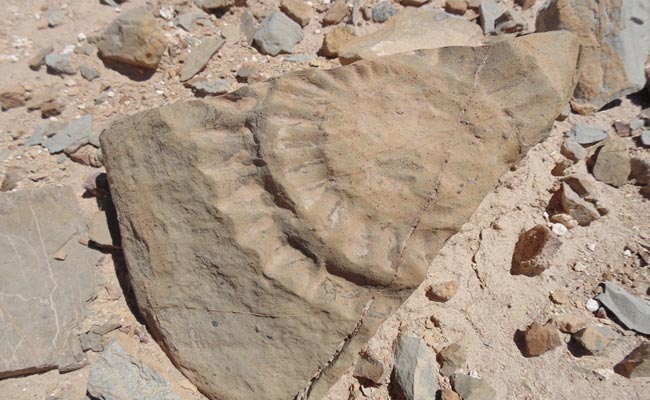 Jurassic-Era 'Winged Lizard' Unearthed In Chile