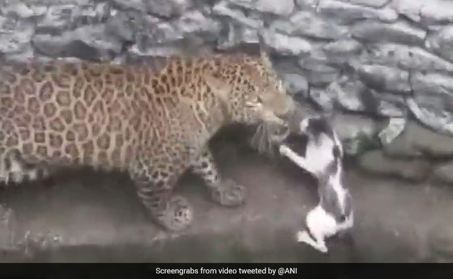 Video: Leopard, Cat Fall Into Well During Chase. Here's What Happened Next
