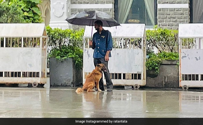 Ratan Tata's Shout-Out For Taj Employee Who Shared Umbrella With Stray Dog