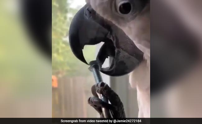 तोते ने दिखाया गजब टैलेंट, अपनी जीभ से घुमाकर खोल दिया नट-बोल्ट, लोग बोले- लगता है पॉलिटेक्निक से ट्रेनिंग ली है - देखें Video तोते ने दिखाया गजब टैलेंट, अपनी जीभ से घुमाकर खोल दिया नट-बोल्ट, लोग बोले- लगता है पॉलिटेक्निक से ट्रेनिंग ली है - देखें Video