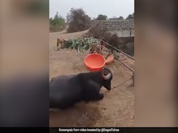 भैंस ने दिखाया अनोखा करतब, सींग पर टब रखकर किया गजब स्टंट, लोग बोले- ये तो बड़ी कलाकार निकली - देखें Video भैंस ने दिखाया अनोखा करतब, सींग पर टब रखकर किया गजब स्टंट, लोग बोले- ये तो बड़ी कलाकार निकली - देखें Video