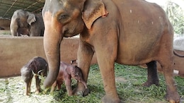 Sri Lanka Reports Rare Birth Of Elephant Twins