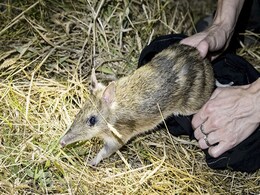 Near Extinct Bandicoot Species "Back From Brink" On Australian Mainland Near Extinct Bandicoot Species "Back From Brink" On Australian Mainland