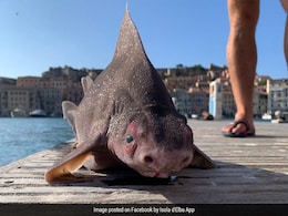 Sailors Baffled By 'Pig-Faced' Shark Caught In Italy. Pics Are Viral Sailors Baffled By 'Pig-Faced' Shark Caught In Italy. Pics Are Viral