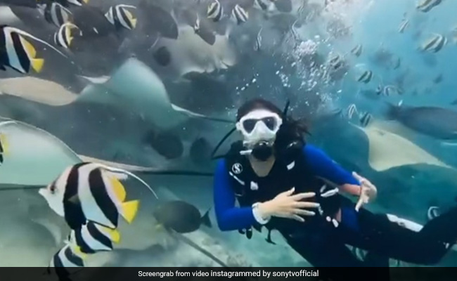 'इश्कजादे' की एक्ट्रेस ने समंदर के अंदर किया मेडिटेशन, फैंस बोले- ये तो जन्नत है...