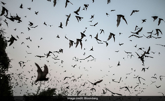 Thousands Of Covid-Like Infections Show Risk Of Next Pandemic