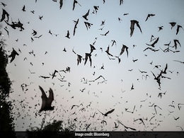 Thousands Of Covid-Like Infections Show Risk Of Next Pandemic Thousands Of Covid-Like Infections Show Risk Of Next Pandemic