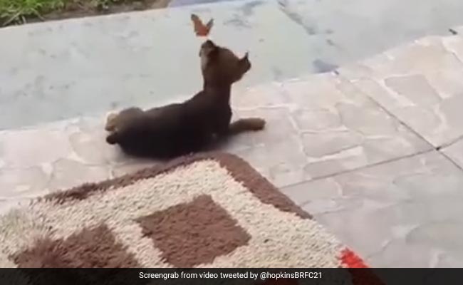 कुत्ते को तितली से हुआ प्यार, जमीन पर लेट-लेटकर तितली के साथ लगा खेलने, Video ने जीता लोगों का दिल