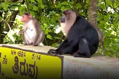 Lion-Tailed Macaques, Endangered Species, On Roads In Karnataka's Shivamogga Lion-Tailed Macaques, Endangered Species, On Roads In Karnataka's Shivamogga