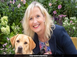Watch: Excited Dog Drags Down BBC Reporter On Live TV Watch: Excited Dog Drags Down BBC Reporter On Live TV