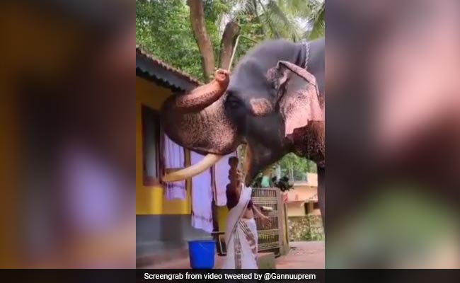 हाथी को बुजुर्ग महिला ने अपने हाथों से खिलाया खाना, Video ने जीता लोगों का दिल, बोले- मां प्रेम से जो परोस दे...