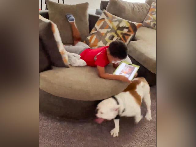 Watch: Bulldog Spins Chair With Kid On It In Adorable Video