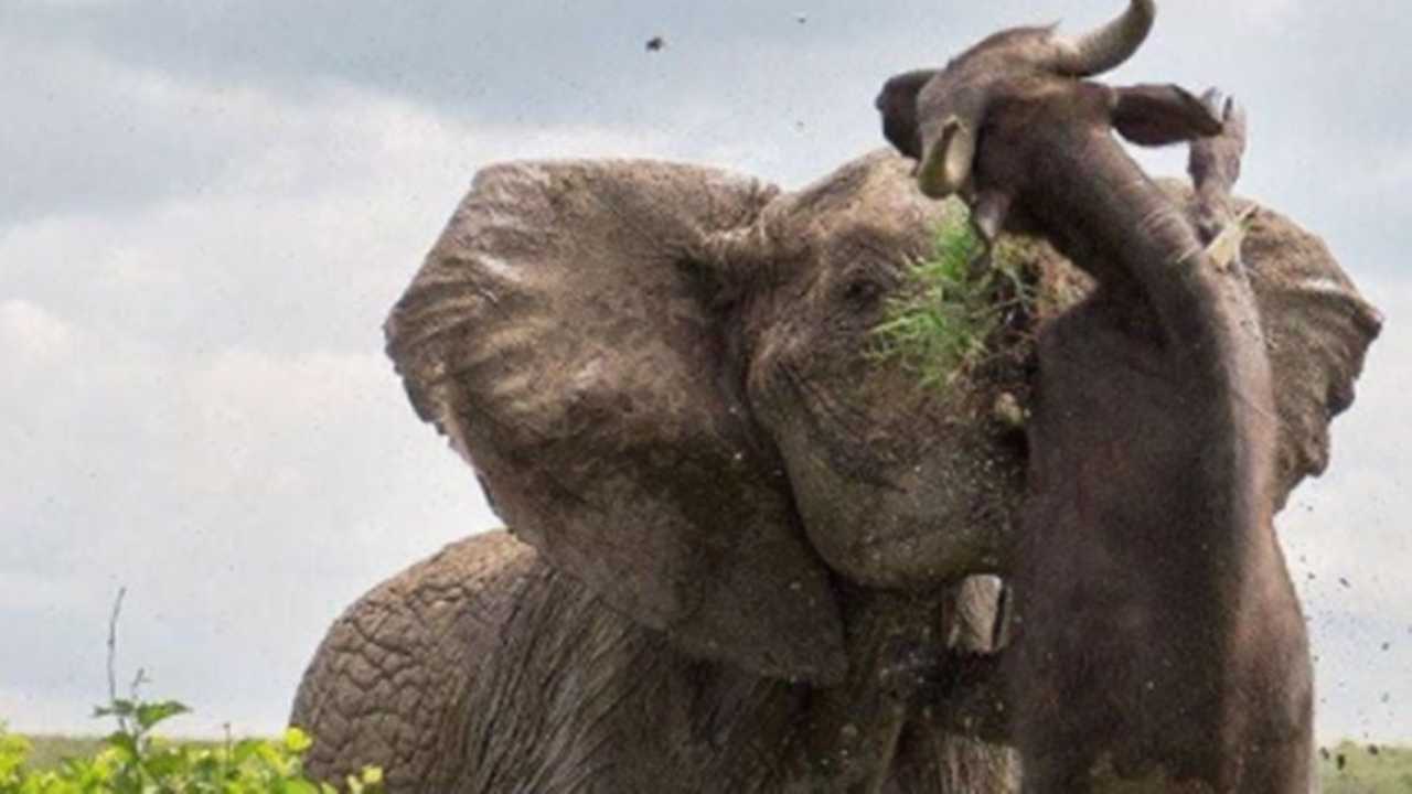 Viral Story: भैंस हाथी को लड़ने का चैलेंज दे रहा था, तभी गुस्से में हाथी ने भैंस को हवा में उछाल दिया