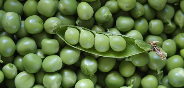 लिमिट में करें Green Pea का सेवन, नहीं पेट की ये समस्या के साथ Uric Acid के बढ़ने का भी रहता है खतरा