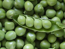 Are Your Green Peas Sprayed With Artificial Colour? Find Out Here