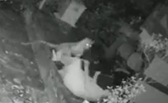 Watch: Woman Fights Off Leopard With Walking Stick In Mumbai