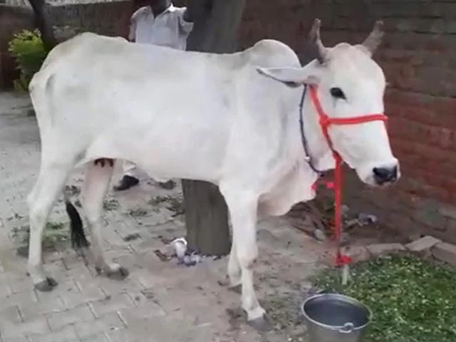 "Cow Protection Should Be Fundamental Right": Allahabad High Court Order