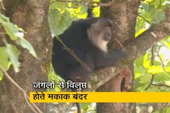शिवमोग्गा के जंगलों से लुप्त हो रहे हैं मकाक बंदर, जंक फूड के लिए सड़कों पर आने लगे हैं शिवमोग्गा के जंगलों से लुप्त हो रहे हैं मकाक बंदर, जंक फूड के लिए सड़कों पर आने लगे हैं