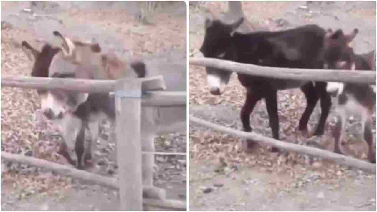 Viral Video: इस गधे की चालाकी को देखकर दुनिया हैरान है, लोगों ने कहा- अब किसी गधे को गधा मत कहना