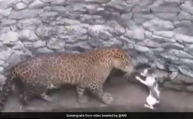 तेंदुआ करने जा रहा था बिल्ली का शिकार, तो बिल्ली ने दिखाई बहादुरी, सामने खड़े होकर किया कुछ ऐसा  और फिर... - देखें Video