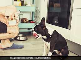 Viral: Woman Shares How Boyfriend Made Their Dog Eat Cheese; Twitter Reacts Viral: Woman Shares How Boyfriend Made Their Dog Eat Cheese; Twitter Reacts