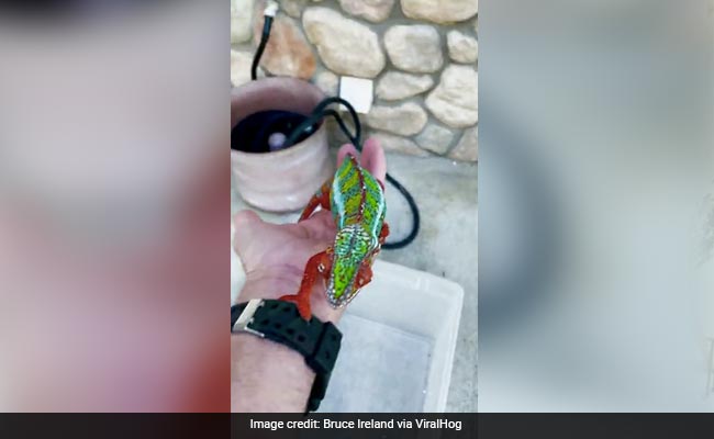 रंग-बिरंगे खूबसूरत गिरगिट को देख हैरान हुए लोग, बोले- जैसे इसे अभी-अभी पेंट किया गया है - देखें Video