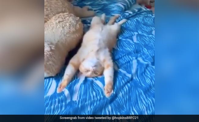 बिल्ली बेड पर उल्टा लेटकर कर रही थी आराम, नहीं कर रही थी कोई हरकत, लोग बोले- Just Chilling - देखें Cute Video