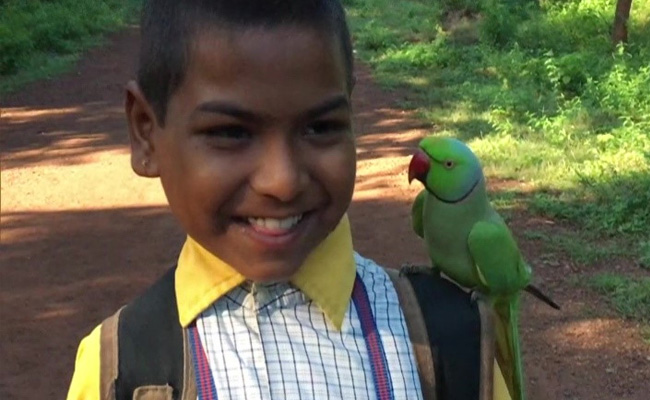 रोज़ बच्चों के साथ स्कूल पढ़ने जाता है ये तोता, छात्रों का स्पेशल दोस्त बन गया है