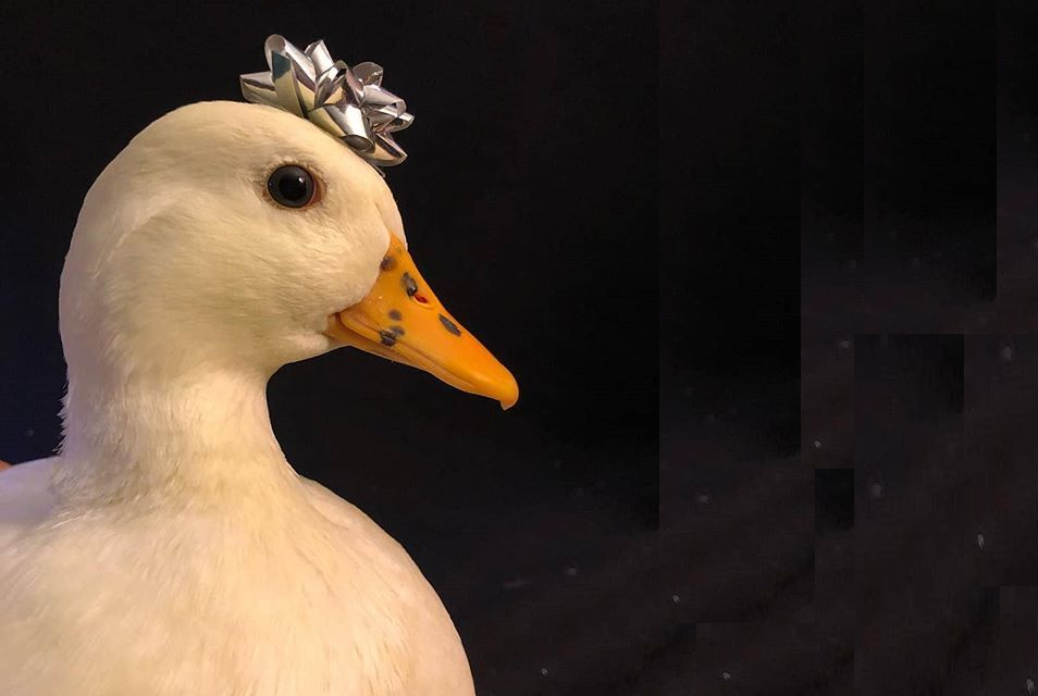 हर महीने 3 लाख रुपये से ज़्यादा कमाता है ये क्यूट बतख, दुनिया का सबसे महंगा डक है