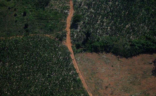 Amazon Deforestation Hits New Record In 2022, Area 5 Times Size Of New York Destroyed
