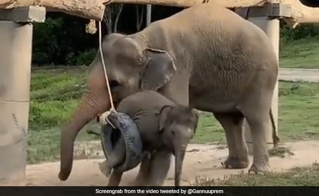 हाथी का बच्चा झूले पर लगे टायर में फंस गया, काफी देर तक हुआ परेशान, फिर मां ने किया कुछ ऐसा - देखें Cute Video