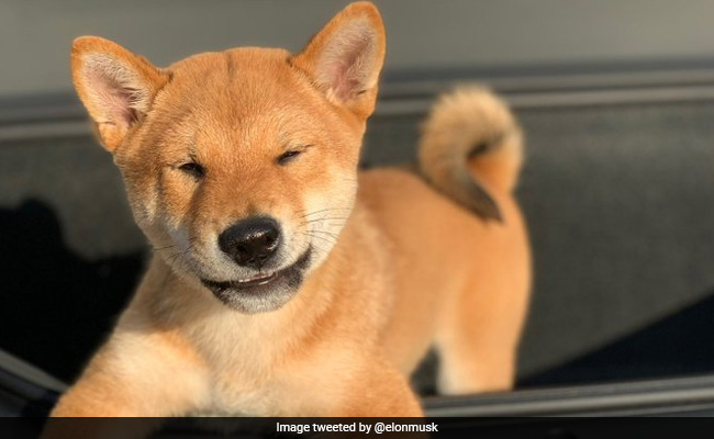 As Promised, Elon Musk Shares Pic Of His Puppy "Floki" In Tesla