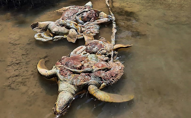 11 Endangered Green Turtles Found Slaughtered In Malaysia