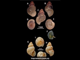 New Snail Species, Less Than 2 mm In Length, Discovered In Meghalaya Cave New Snail Species, Less Than 2 mm In Length, Discovered In Meghalaya Cave