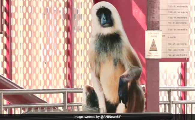 बंदरों को भगाने के लिए मेट्रो स्टेशन पर तैनात किए गए 'लंगूर'! लोगों ने कहा- क्या ये सच है?