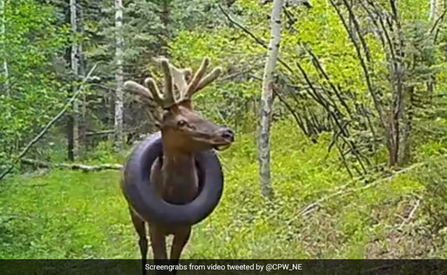 Watch: US Elk With Tire Around Its Neck For 2 Years Is Free At Last