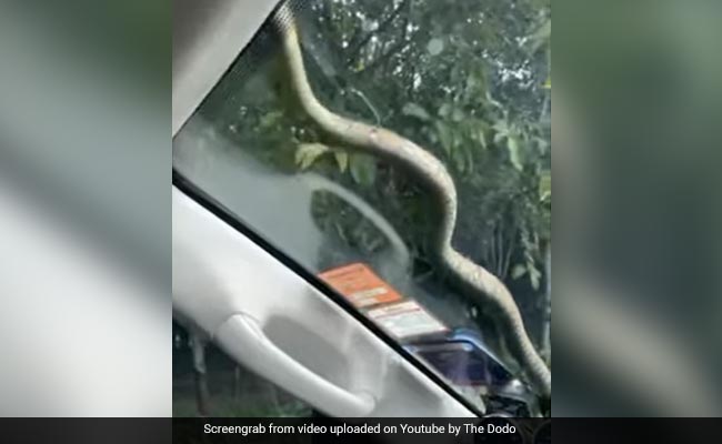 तेज़ रफ्तार में थी कार, तभी गाड़ी की विंडस्क्रीन पर टकराकर गिरा खतरनाक सांप, शख्स ने लगाया ब्रेक और फिर - देखें Video