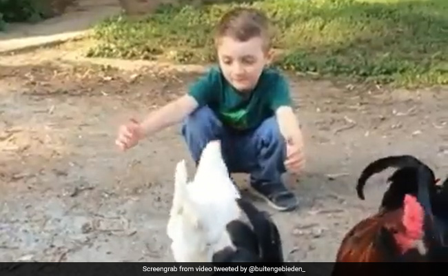 बच्चे ने करवाया हेयरकट, तो अपने दोस्त को पहचान नहीं पाई मुर्गी, पास जाकर करने लगी ऐसी हरकत - देखें Funny Video