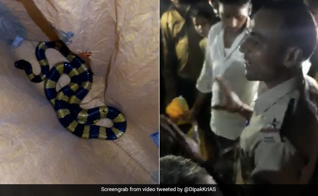 Video: Highly Venomous Banded Krait Rescued In Bihar
