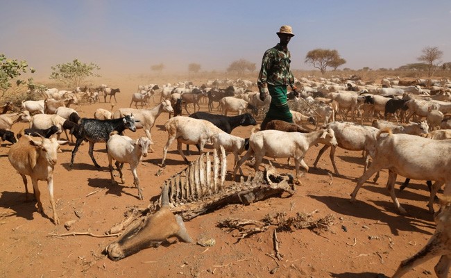 Drought In Northern Kenya Pushes Millions Towards Hunger