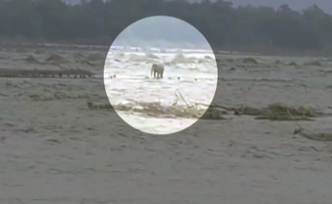 Video: Elephant, Stranded In Rain-Battered Uttarakhand, Rescued