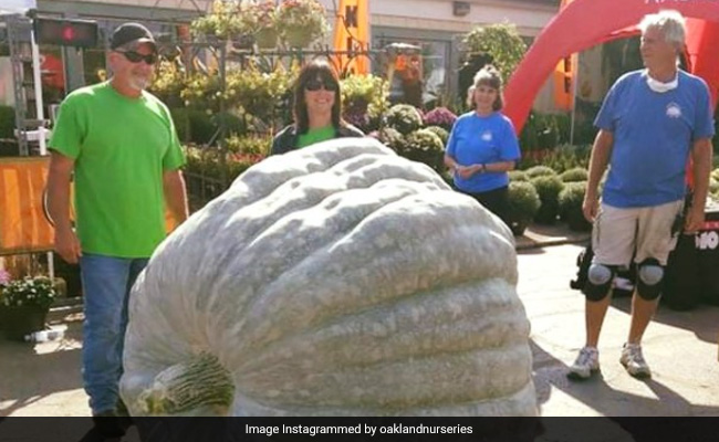 किसान ने किया कमाल, खेत में उपजाया 10 क्विंटल के वजन वाला ‘दुनिया का सबसे बड़ा कद्दू’, बनाया रिकॉर्ड