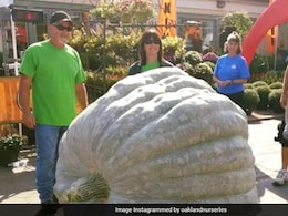 From Onion To Pumpkin: Here Are The World's Biggest Vegetables That Clinched Records