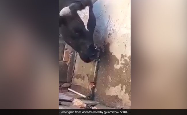 गाय को लगी थी प्यास, तो खुद ही खोला नल, पानी पीया और फिर सींग से बंद कर दिया - देखें Viral Video