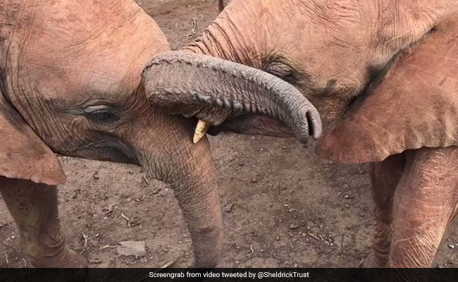 हाथियों को Kiss करते हुए क्या आपने देखा है कभी ? इस प्यारे से Video में देखिए, हाथियों के बीच कैसे होता है रोमांस ?