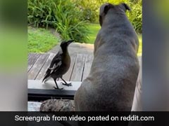 कुत्ता बगीचे में आराम से बैठा था, तभी आई चिड़िया और पास बैठकर ऐसे लिया Nature का मज़ा