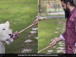 KGF एक्टर यश सफेद शेर को खाना खिलाते आए नजर, फैंस बोले- एक शेर दूसरे शेर के साथ  KGF एक्टर यश सफेद शेर को खाना खिलाते आए नजर, फैंस बोले- एक शेर दूसरे शेर के साथ