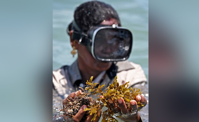Women Show The Way As India Pushes "Miracle Crop" Eco-Friendly Seaweed Women Show The Way As India Pushes "Miracle Crop" Eco-Friendly Seaweed